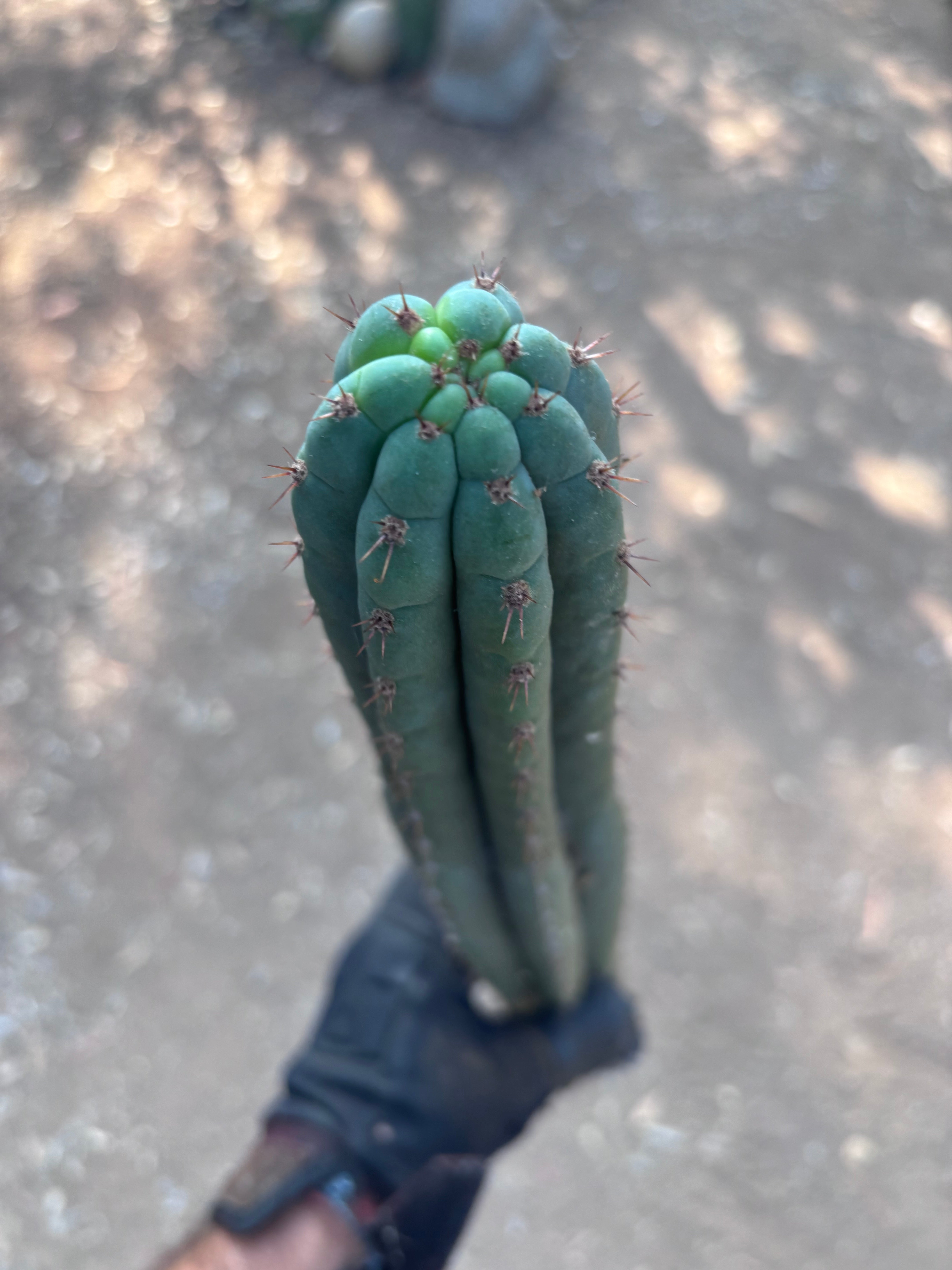 👑🌶️ KK339 — 21” Tip