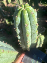 🌶️🌶️ NoidTwo — 10” Pup