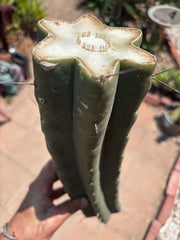 👑🌶️🌶️ Eileen — Massive 16” Mid