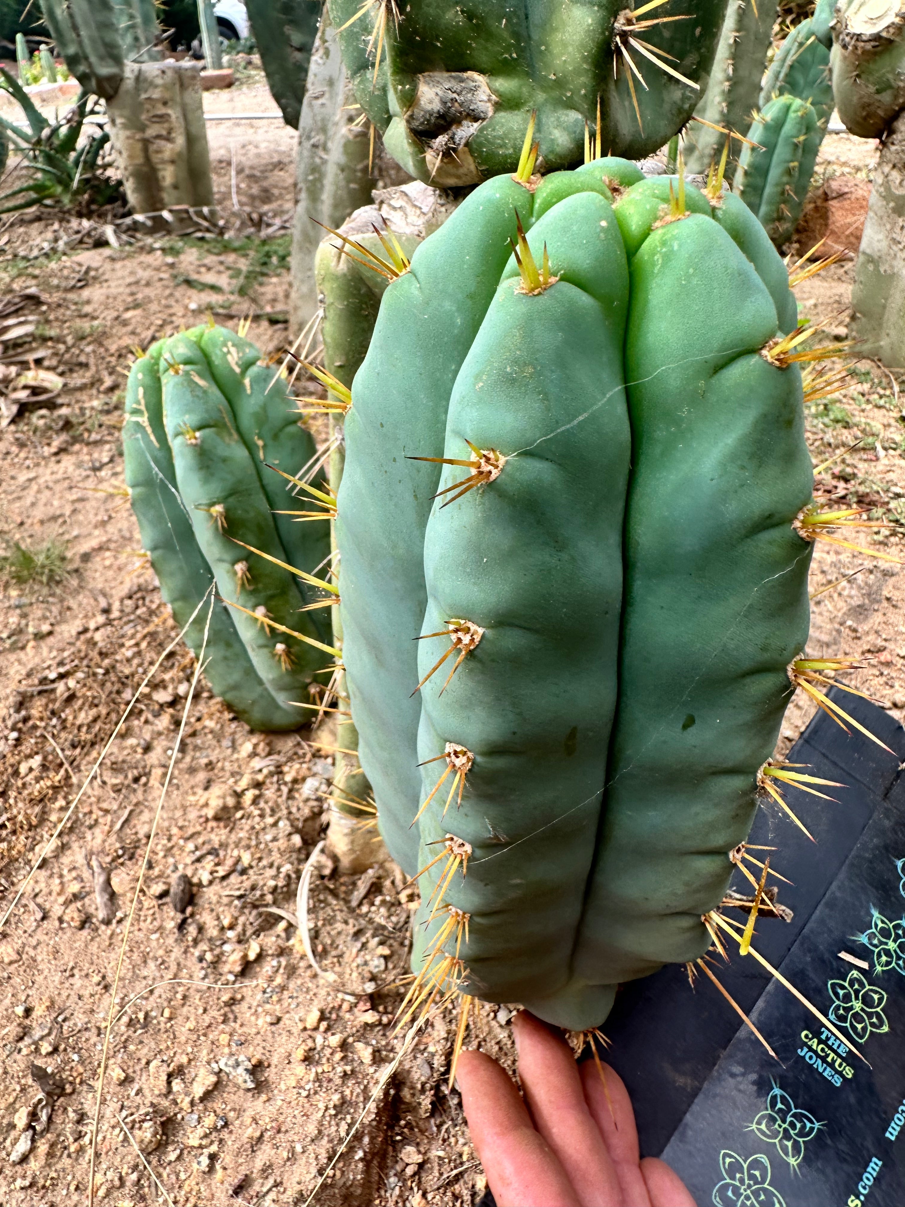 👑 Lotusland Huanu — FAT Blue 10” Pup