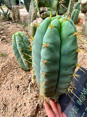 👑 Lotusland Huanu — FAT Blue 10” Pup