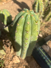 👑 Brian’s Blue Skies — XL 14” Pup