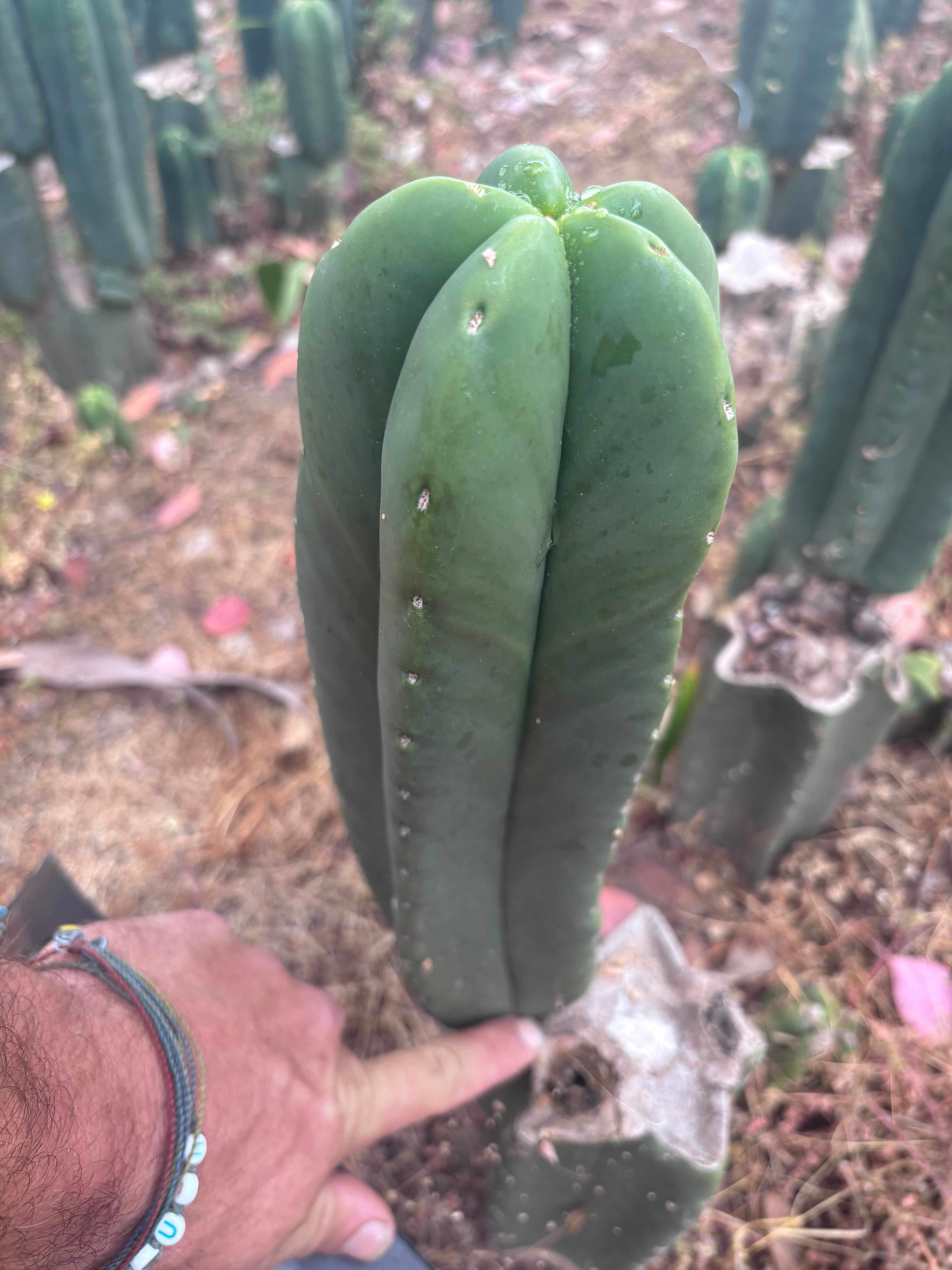 👑🌶️ Zulk — XL FAT 11” Pup