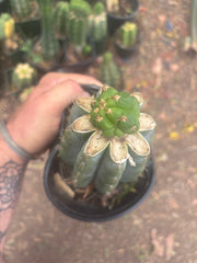 💎👑💎🌶️ CareBear — One More Graft on Rooted Shine01