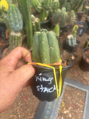 💎👑💎 King Stacker — Pup Graft on Rooted Pierre
