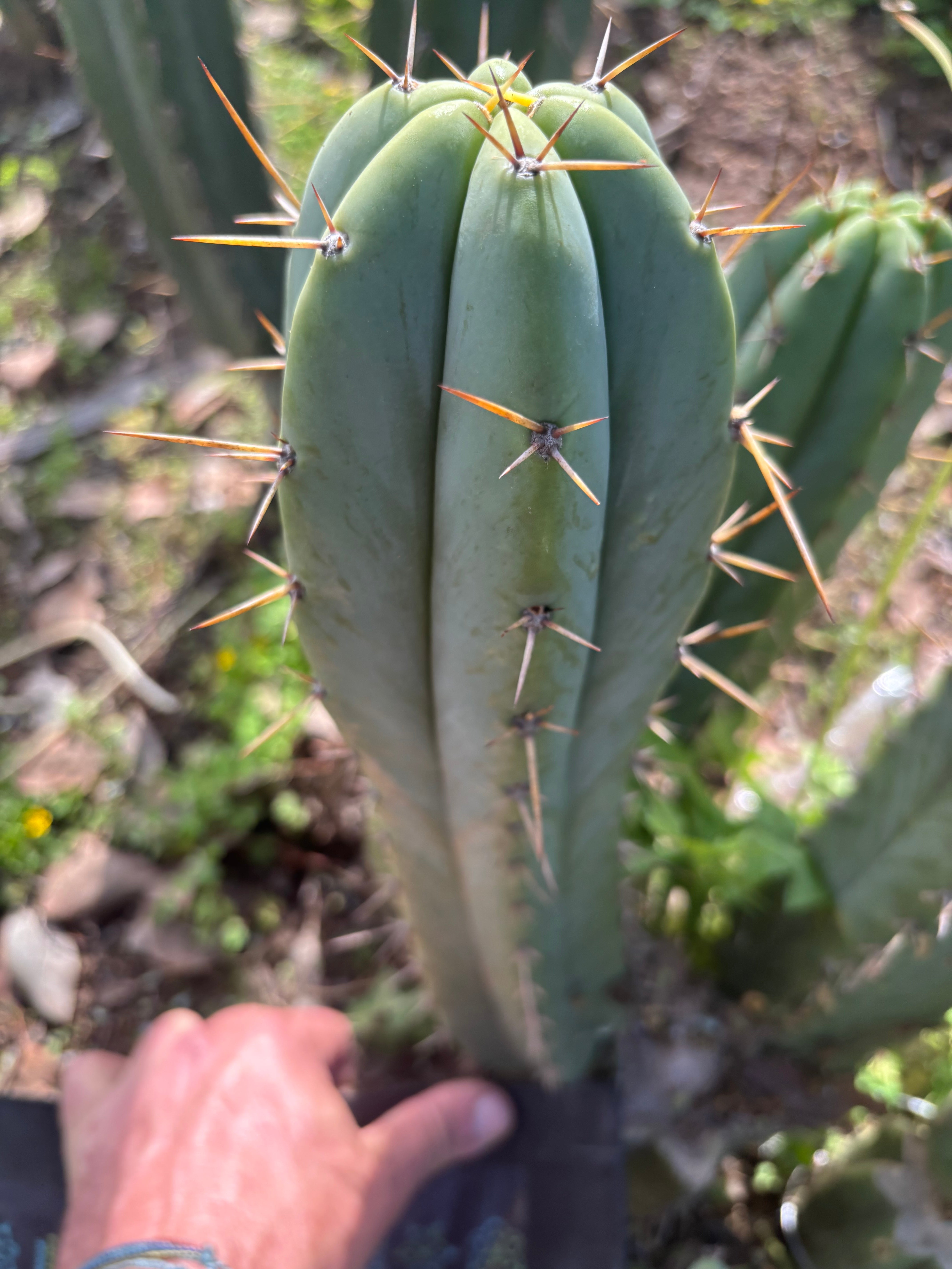 🌶️ Juuls x SS02  — XL 14” Pup