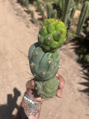 💎👑 Bruce’s Dragon — Chonky 9” Stacker Pup