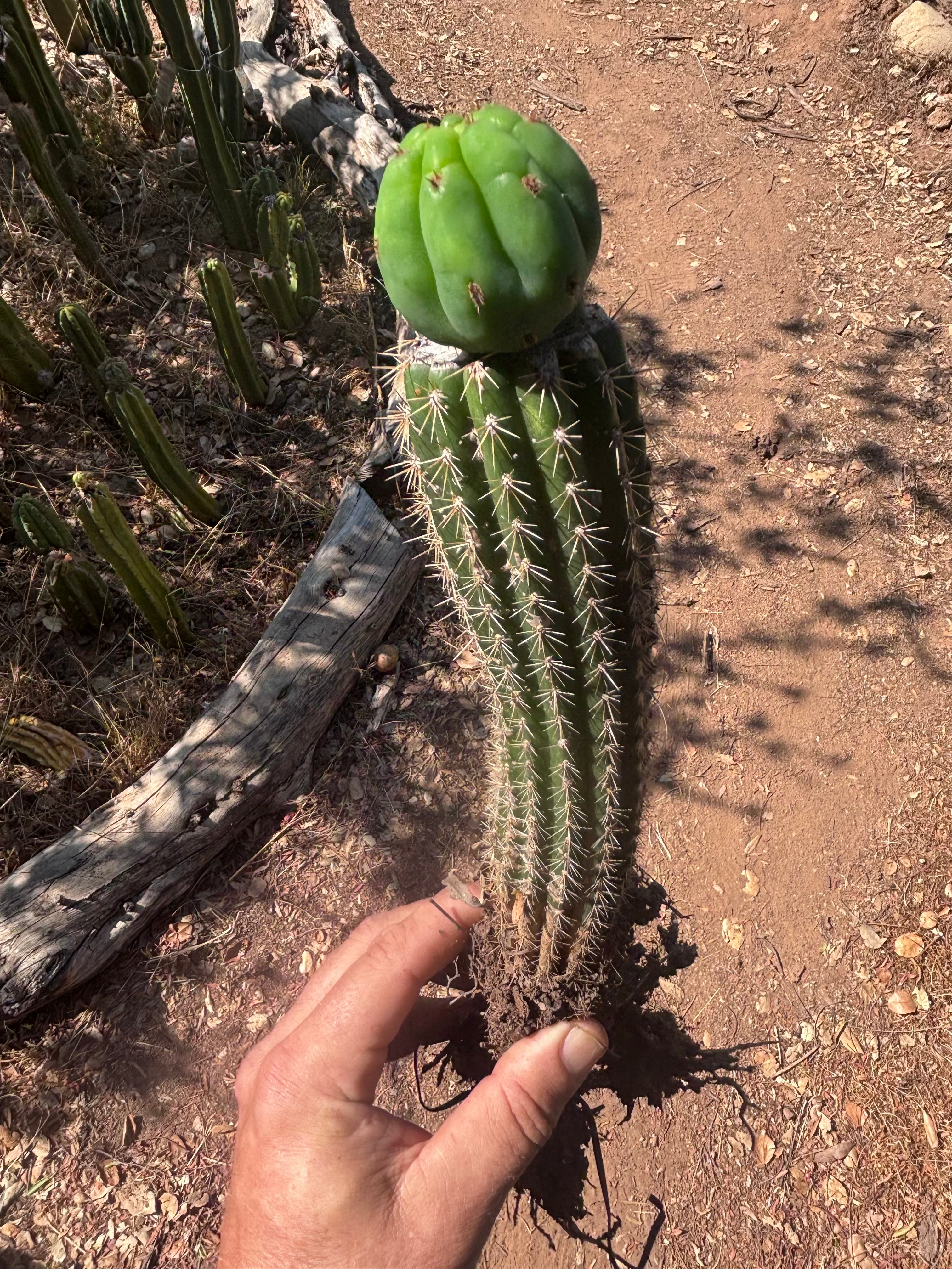 👑🌶️🌶️ KR04 — Whole Rooted Graft
