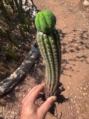 👑🌶️🌶️ KR04 — Whole Rooted Graft