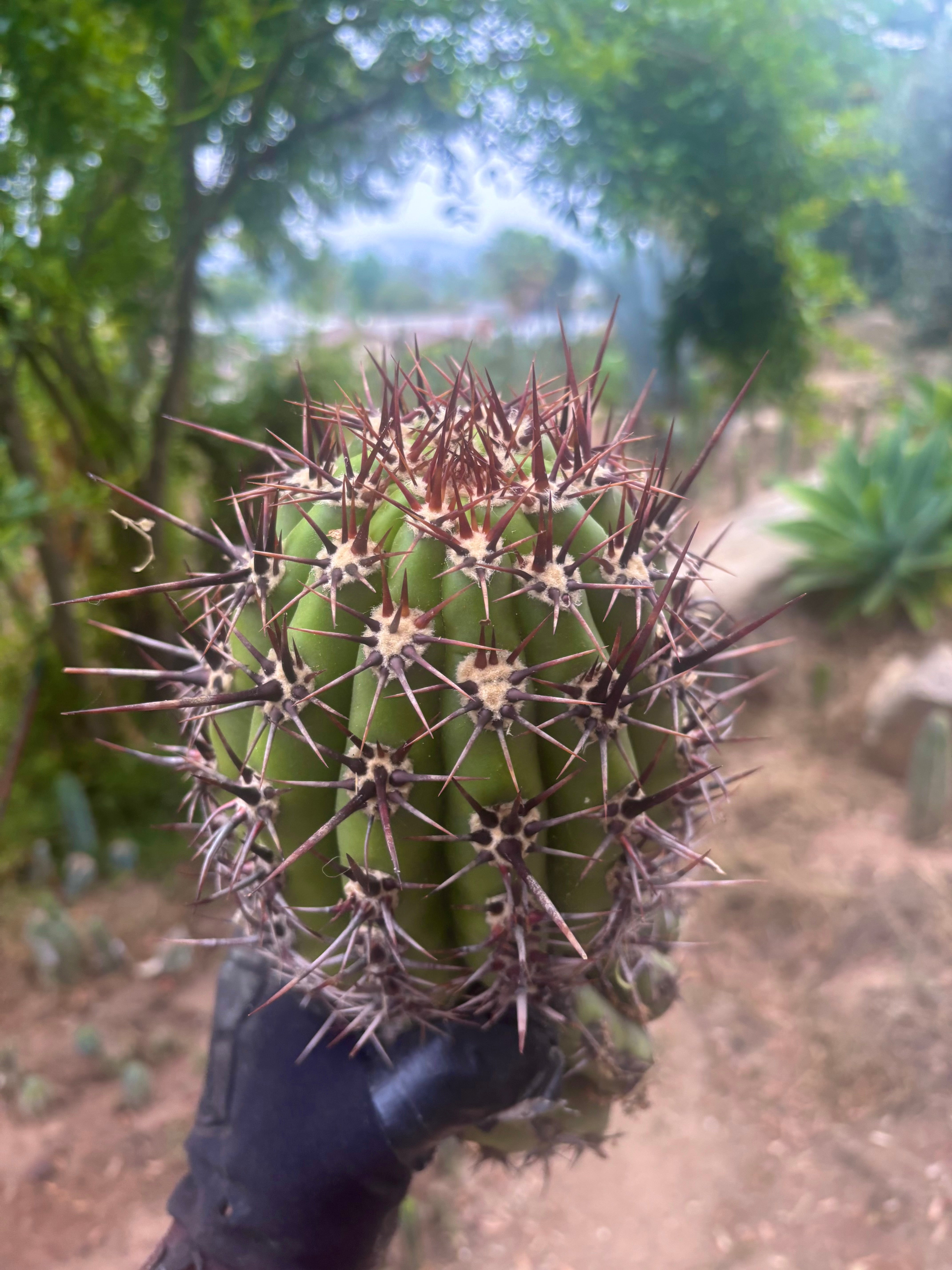 💎 Tacaquirensis — FAT 12” Tip