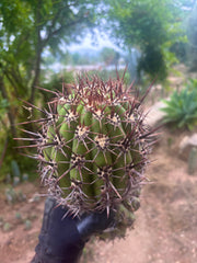 💎 Tacaquirensis — FAT 12” Tip