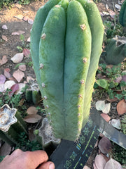 👑🌶️🌶️ Landfill — 11” Pup