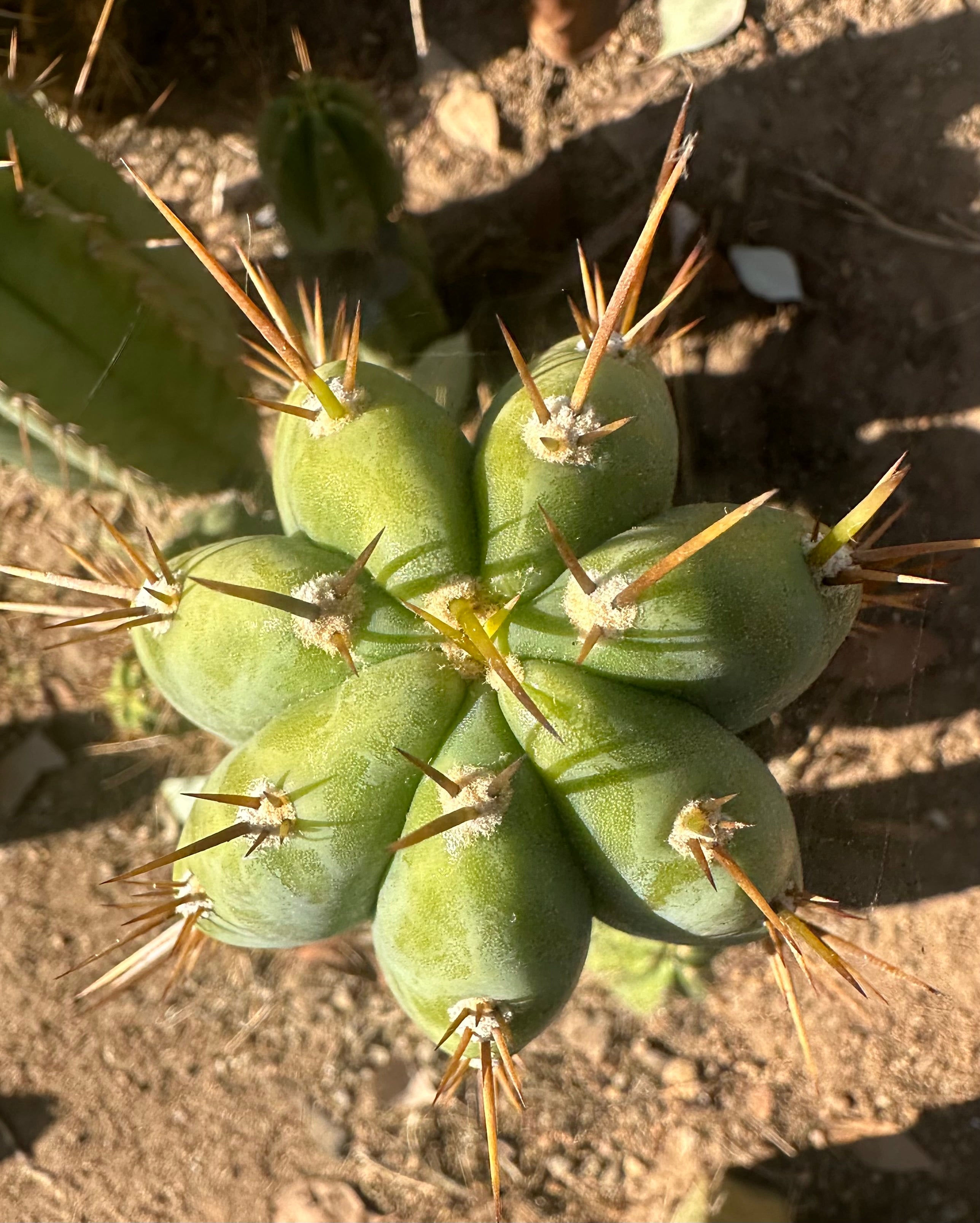 Icaros x Malo4  — 11” Tip