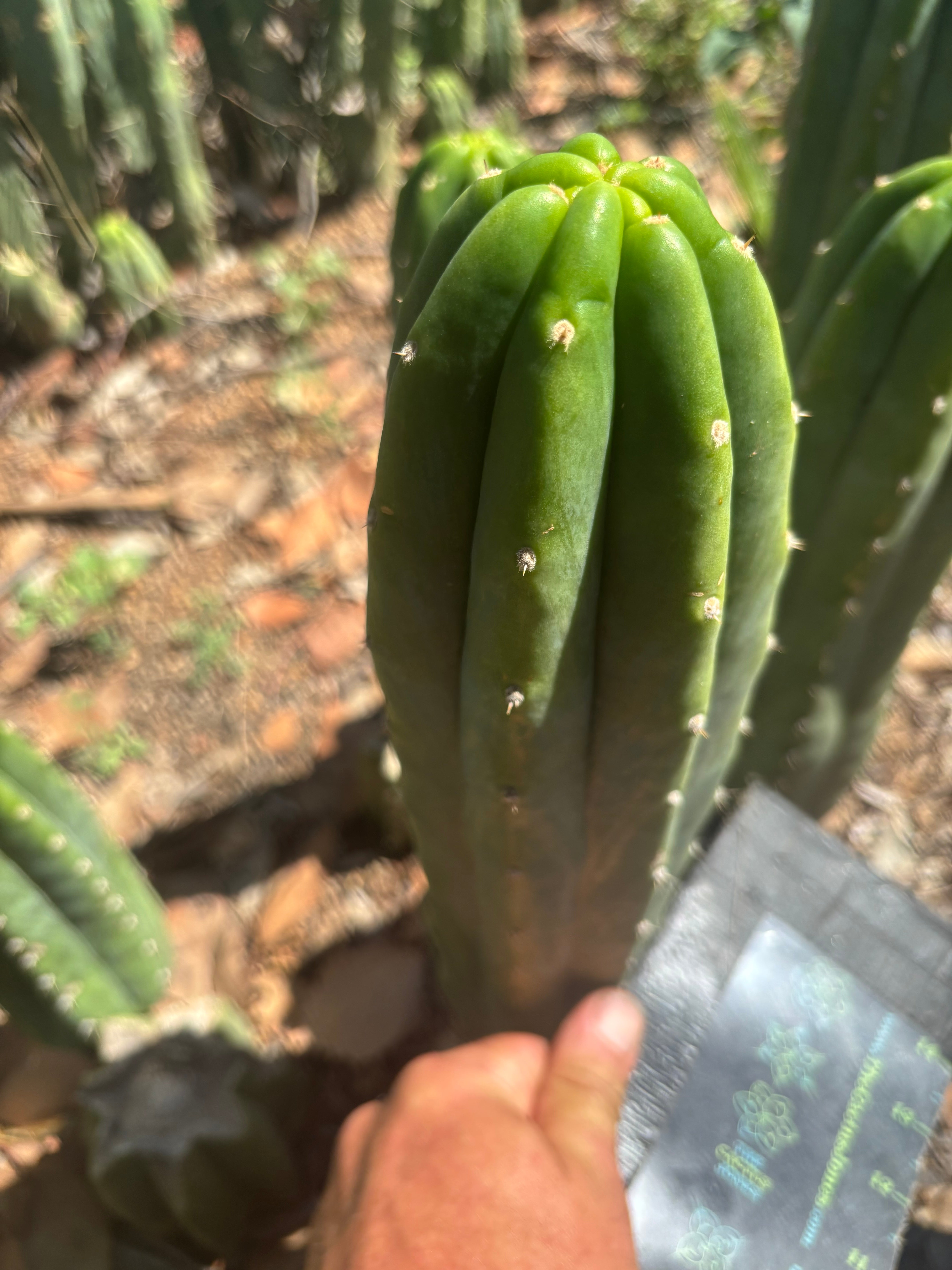 👑🌶️🌶️ Landfill — 10” Tip