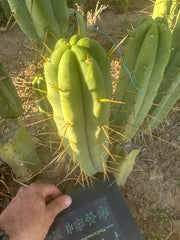 👑🌶️🌶️ Jiimz Twin Spine  — 12” Tips