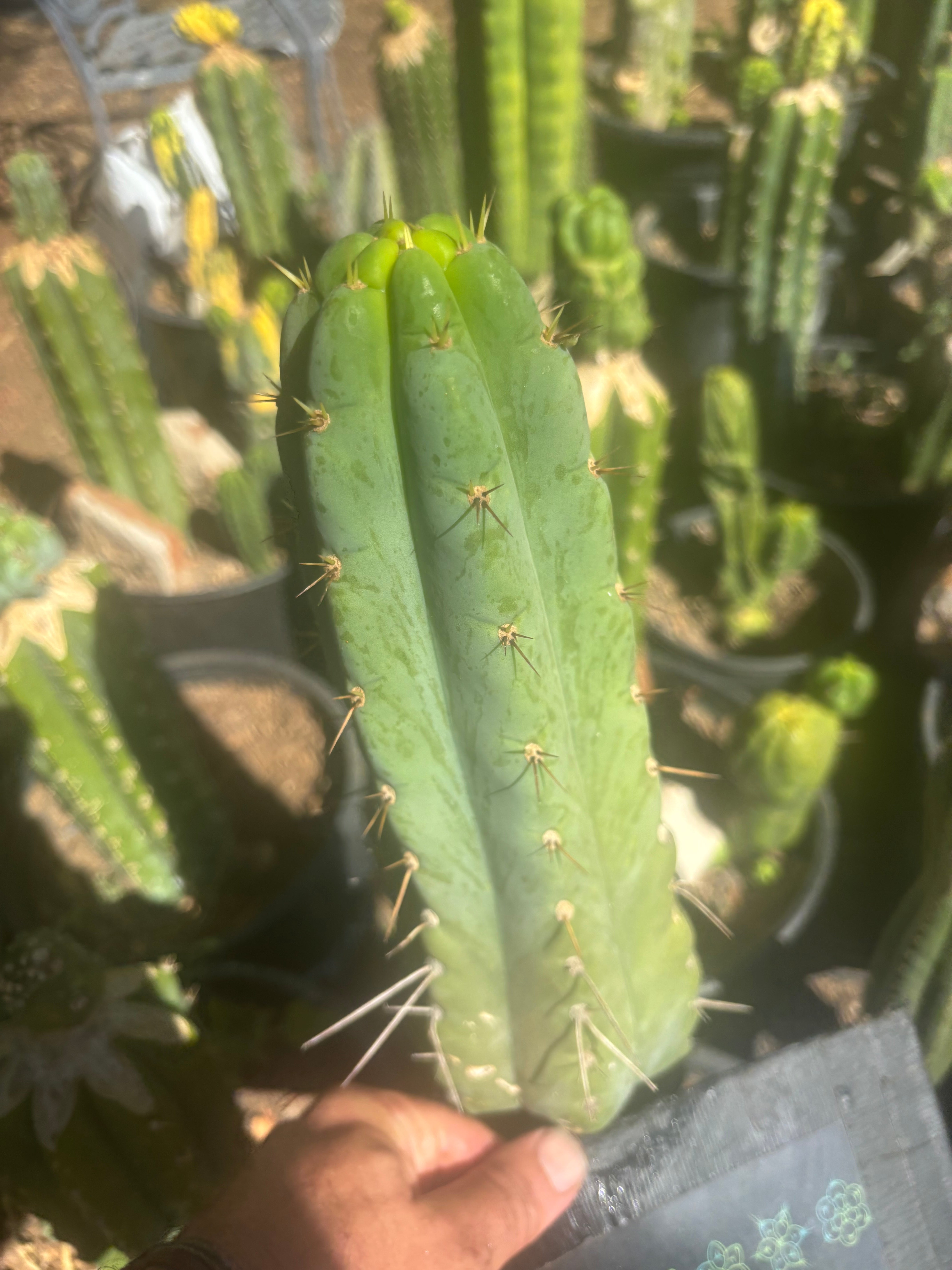 💎🌶️🌶️ NOM — 10” Tip