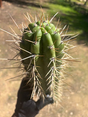 🌶️ SS02 x Kimura’s Spiny Giant   — XL 15” Pup