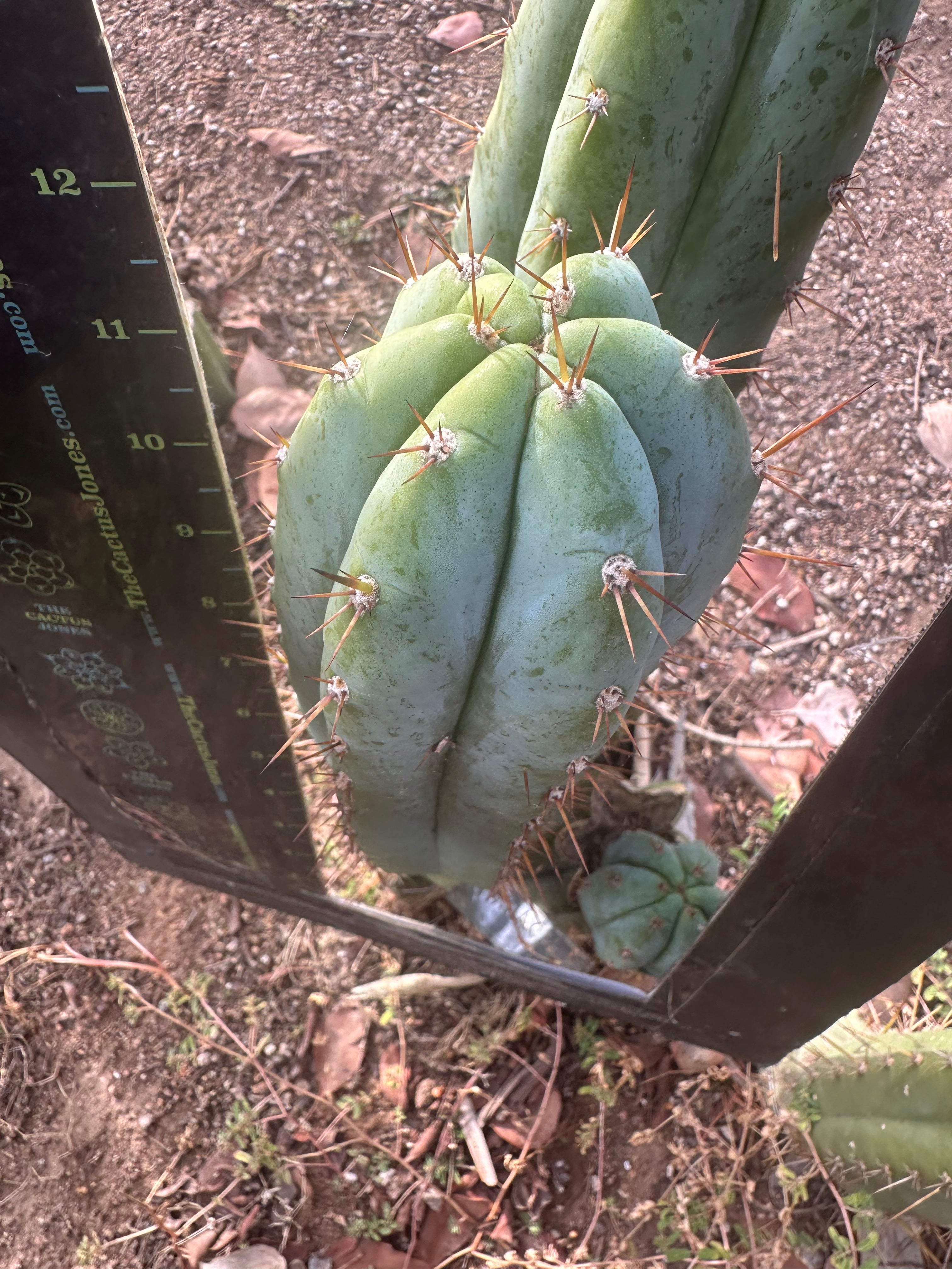 👑🌶️ Kimnach — Chonky 12” Pup