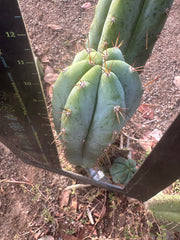 👑🌶️ Kimnach — Chonky 12” Pup