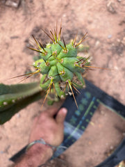 👑💎🌶️  CSD — Beefy Tip Graft