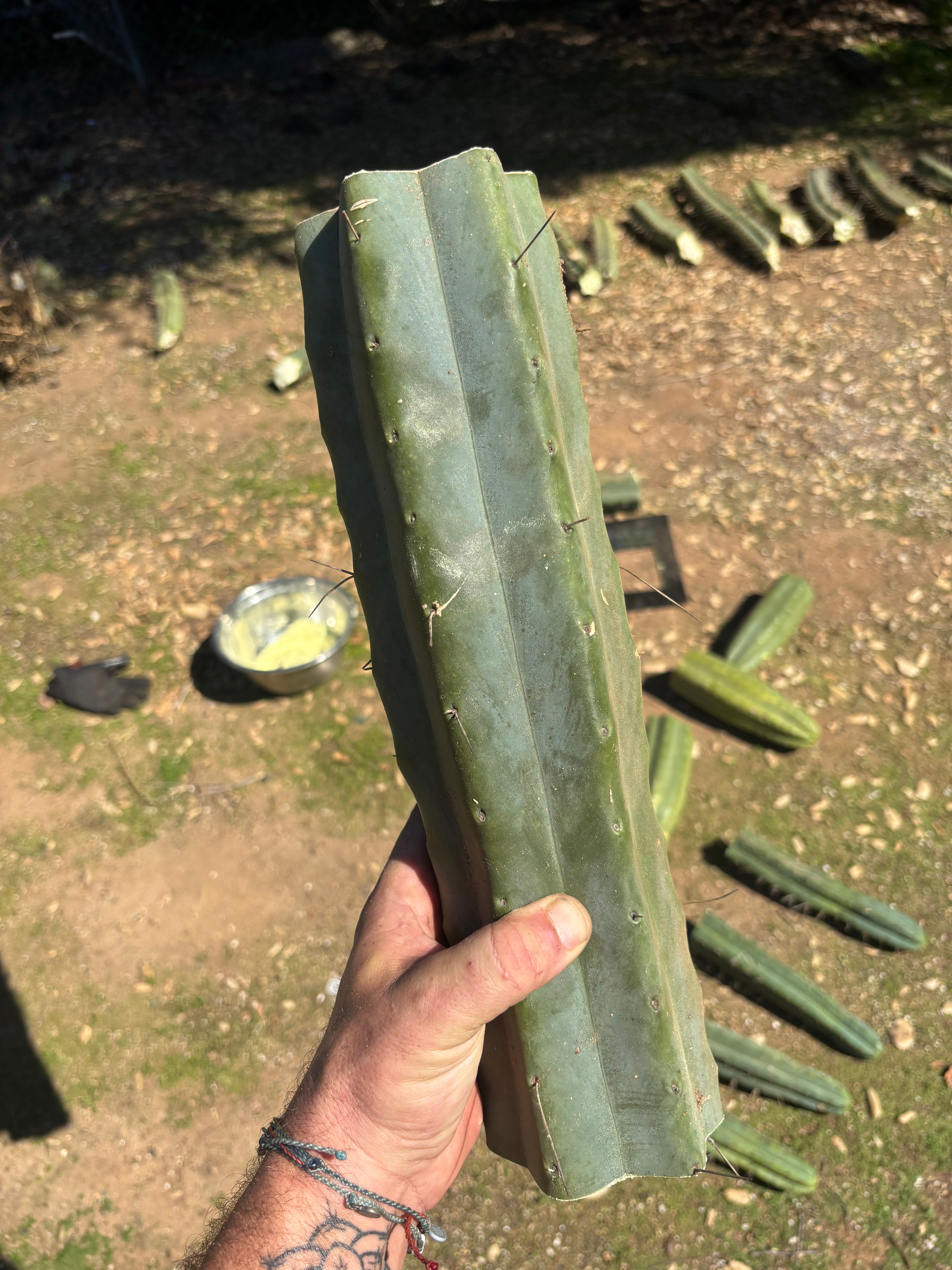 👑🌶️ Chucky — Massive 14” Mids