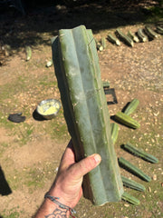 👑🌶️ Chucky — Massive 14” Mids