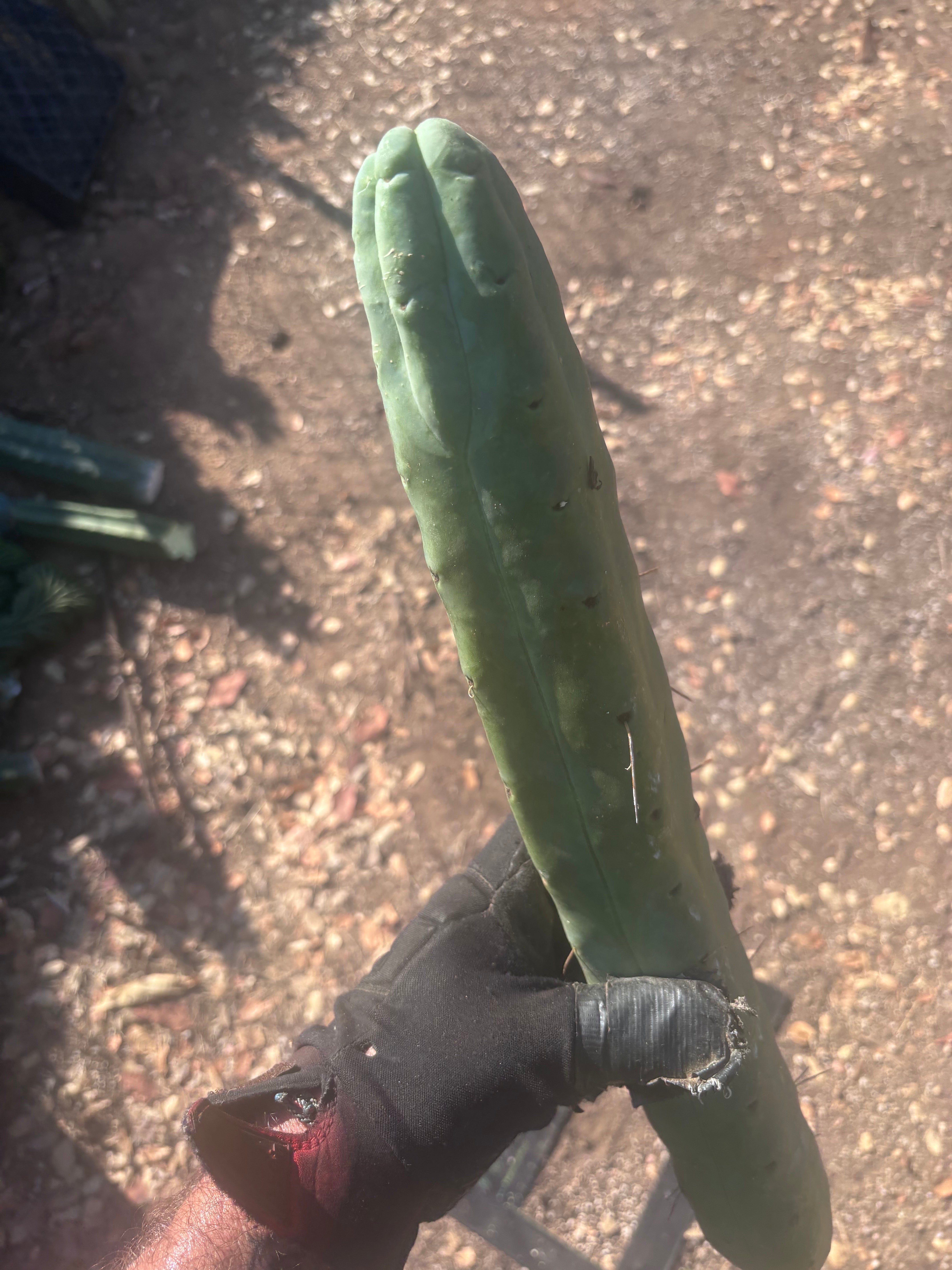 👑🌶️🌶️  Jiimz Twin Spine — XL 16” Tip