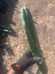 👑🌶️🌶️  Jiimz Twin Spine — XL 16” Tip