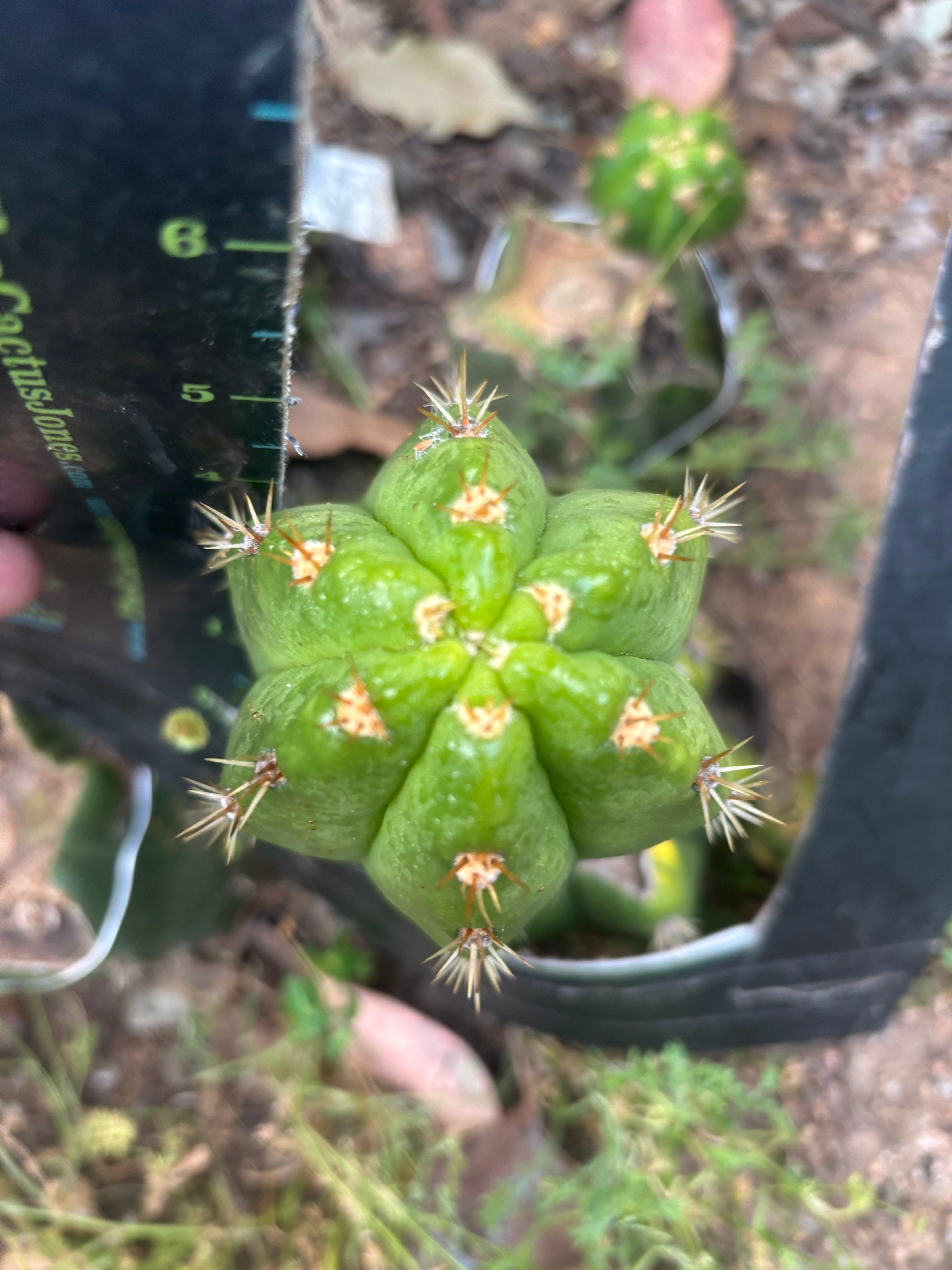 💎👑💎🌶️ CareBear — 5” Grenade