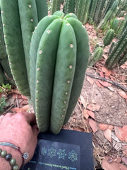 -👑🌶️  Scop A  — Chonky 11” Pup