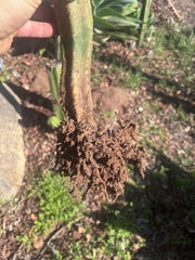 🦄 👑 M Stacker — Rooted Graft