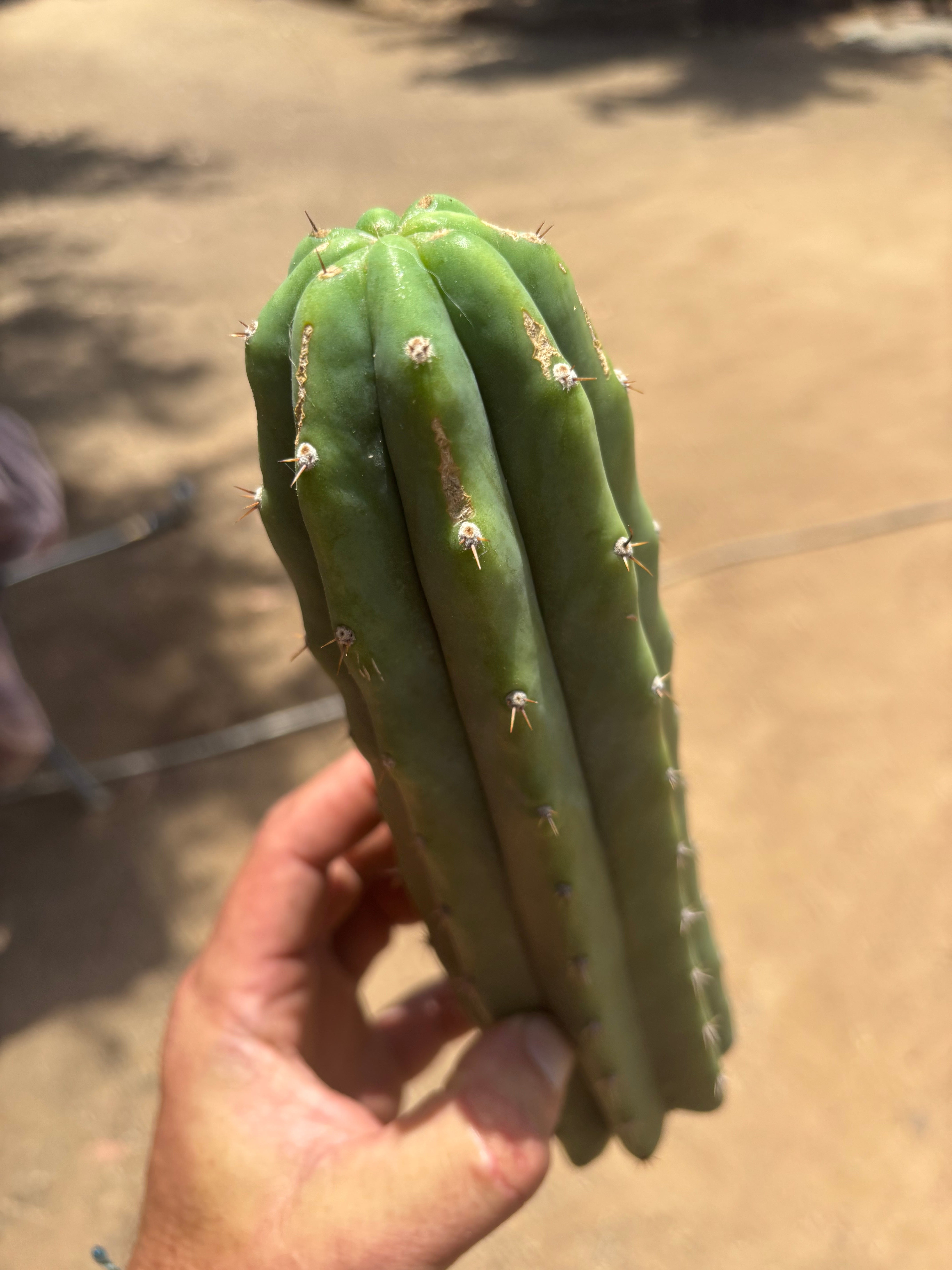 👑🌶️🌶️ Landfill — 11” Tip