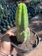 👑🌶️🌶️ KR04 — Another Rooted Slab Graft w/ Pup