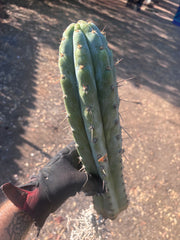 💎👑🌶️ Sharxx Blue — XL 16” Rooted Tip