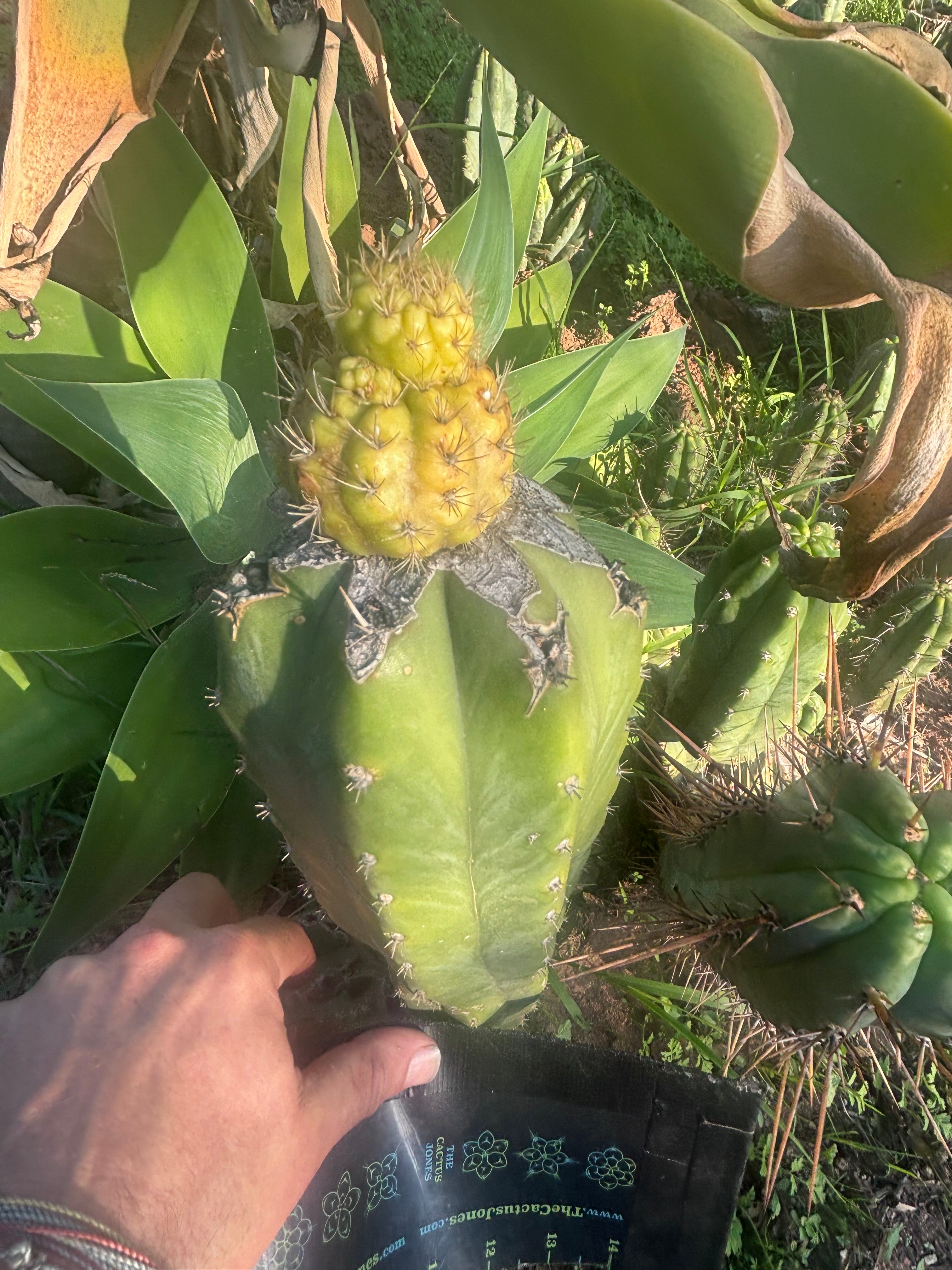 👑💎 Hulk’s Balls — Pupping Graft