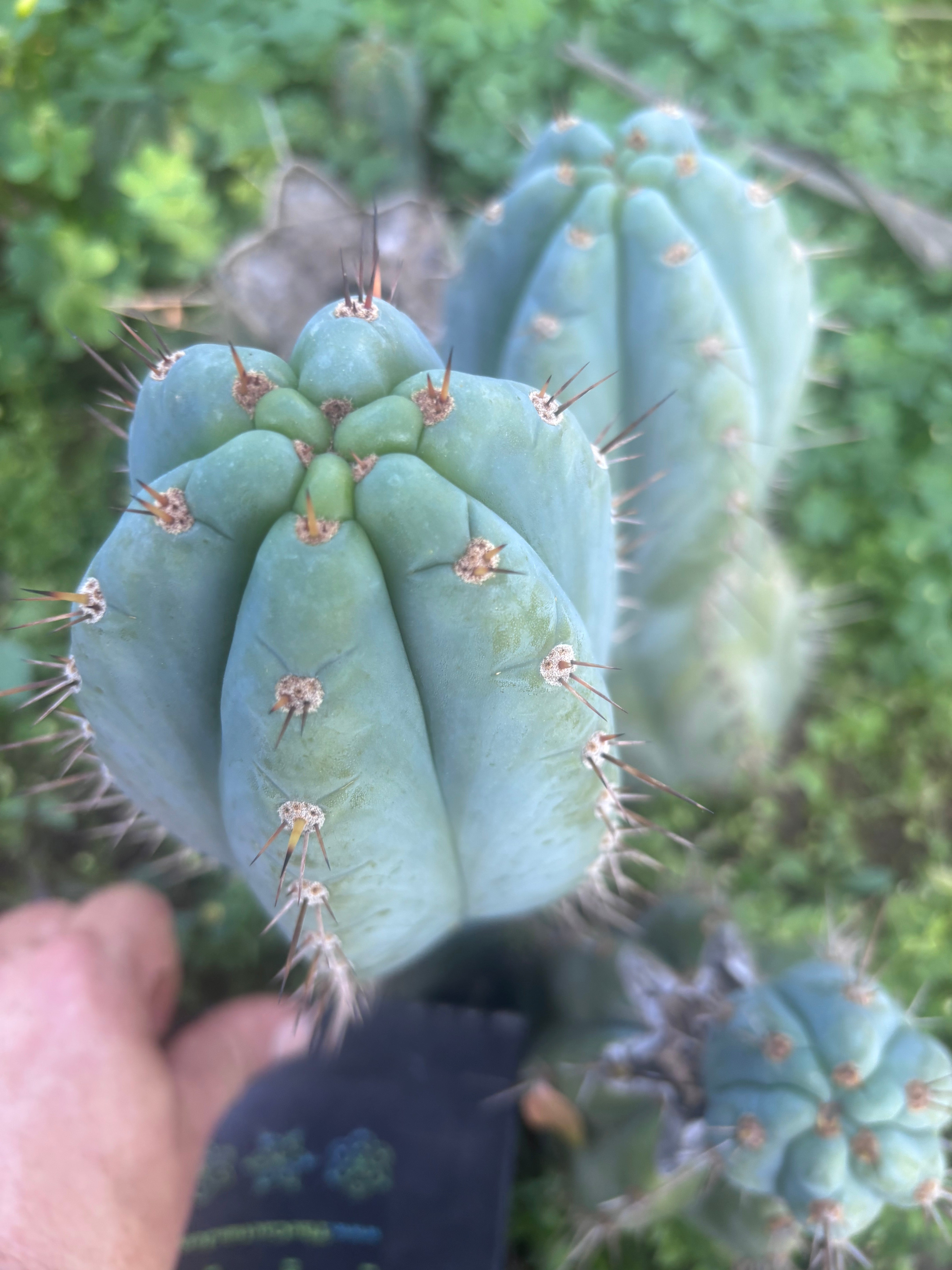 💎👑 Papa Smurf — FAT 9.5” Tip