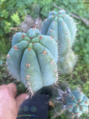 💎👑 Papa Smurf — FAT 9.5” Tip