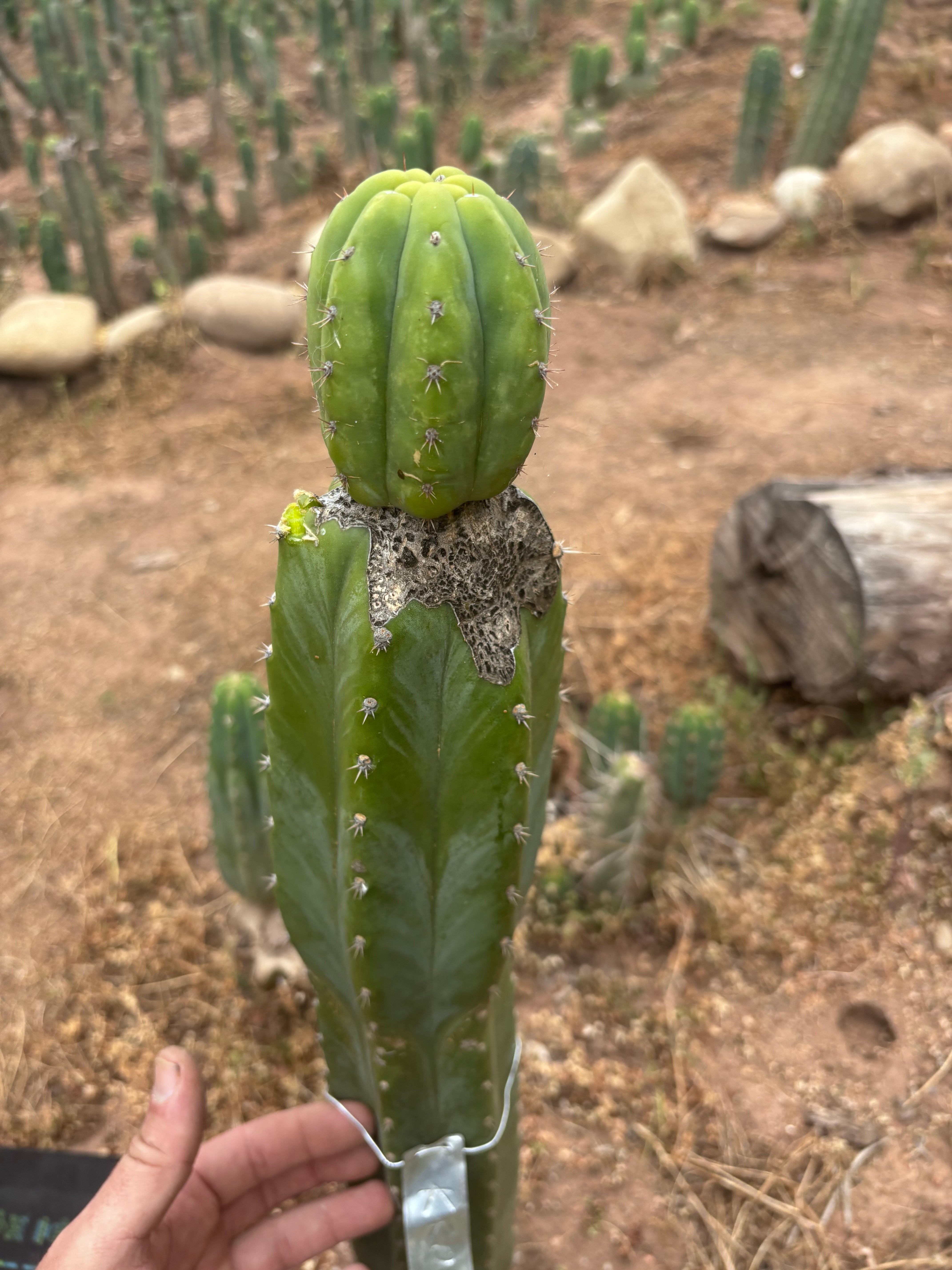 👑🌶️🌶️ KR04 — Established Tip Graft