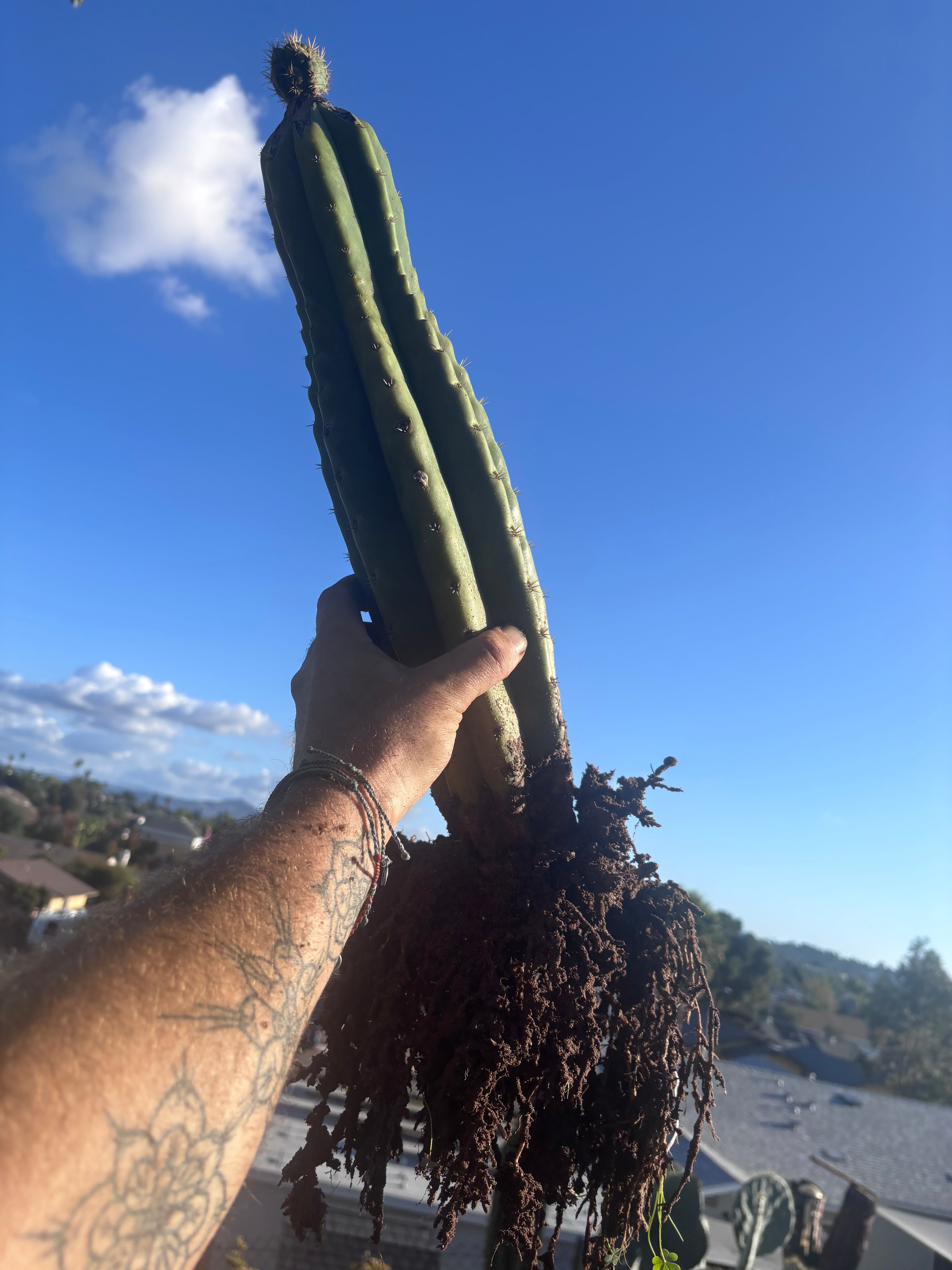 💎👑💎🌶️ CareBear — XL Rooted Graft