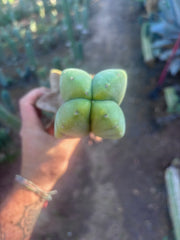 👑💎🌶️ Zulk — Rooted Mid with FourWang Pup