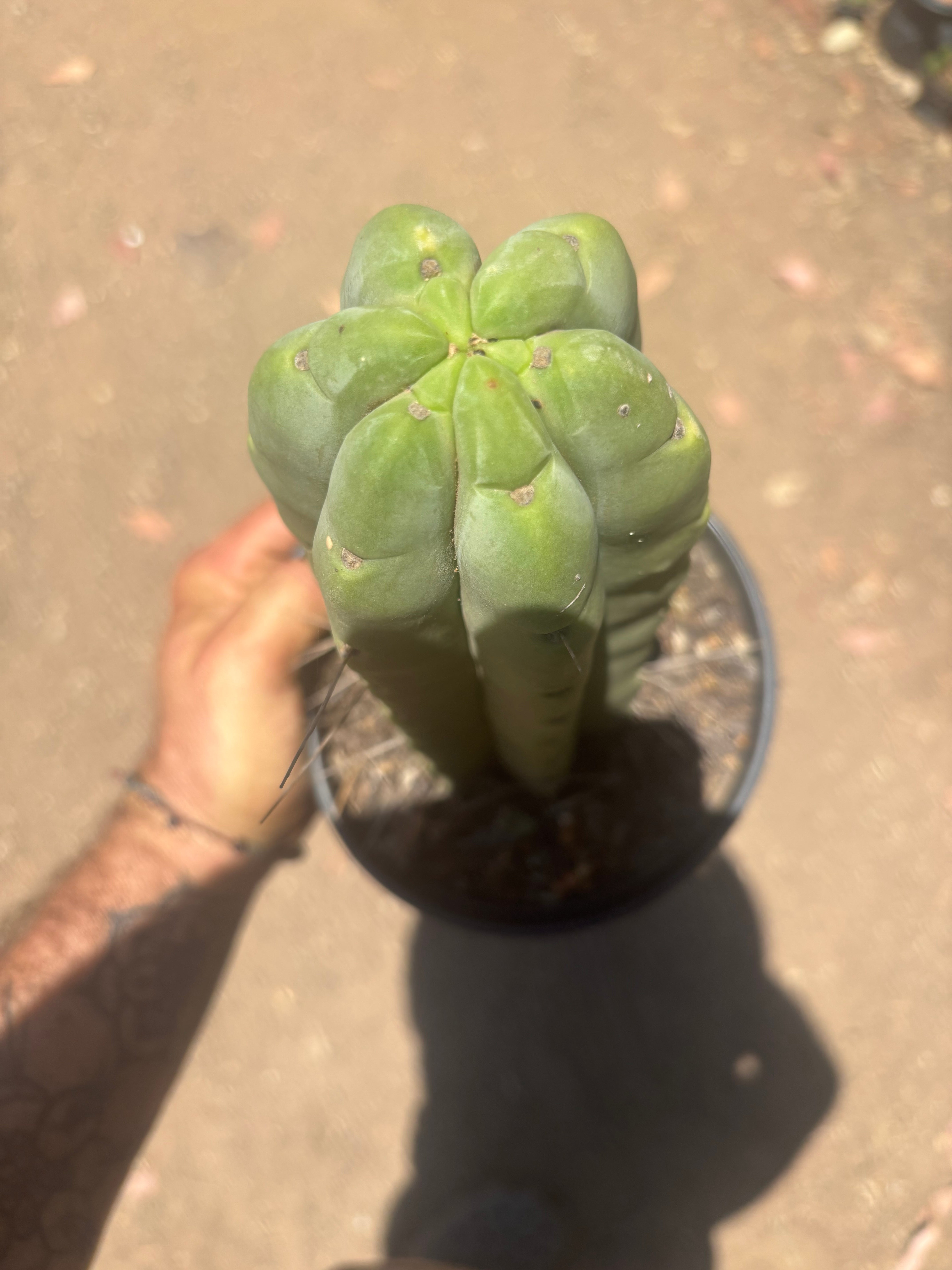 👑🌶️🌶️  Jiimz Twin — FAT Rooted 11” Tip