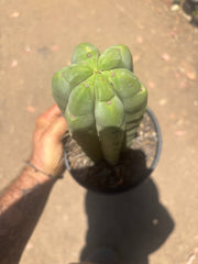 👑🌶️🌶️  Jiimz Twin — FAT Rooted 11” Tip