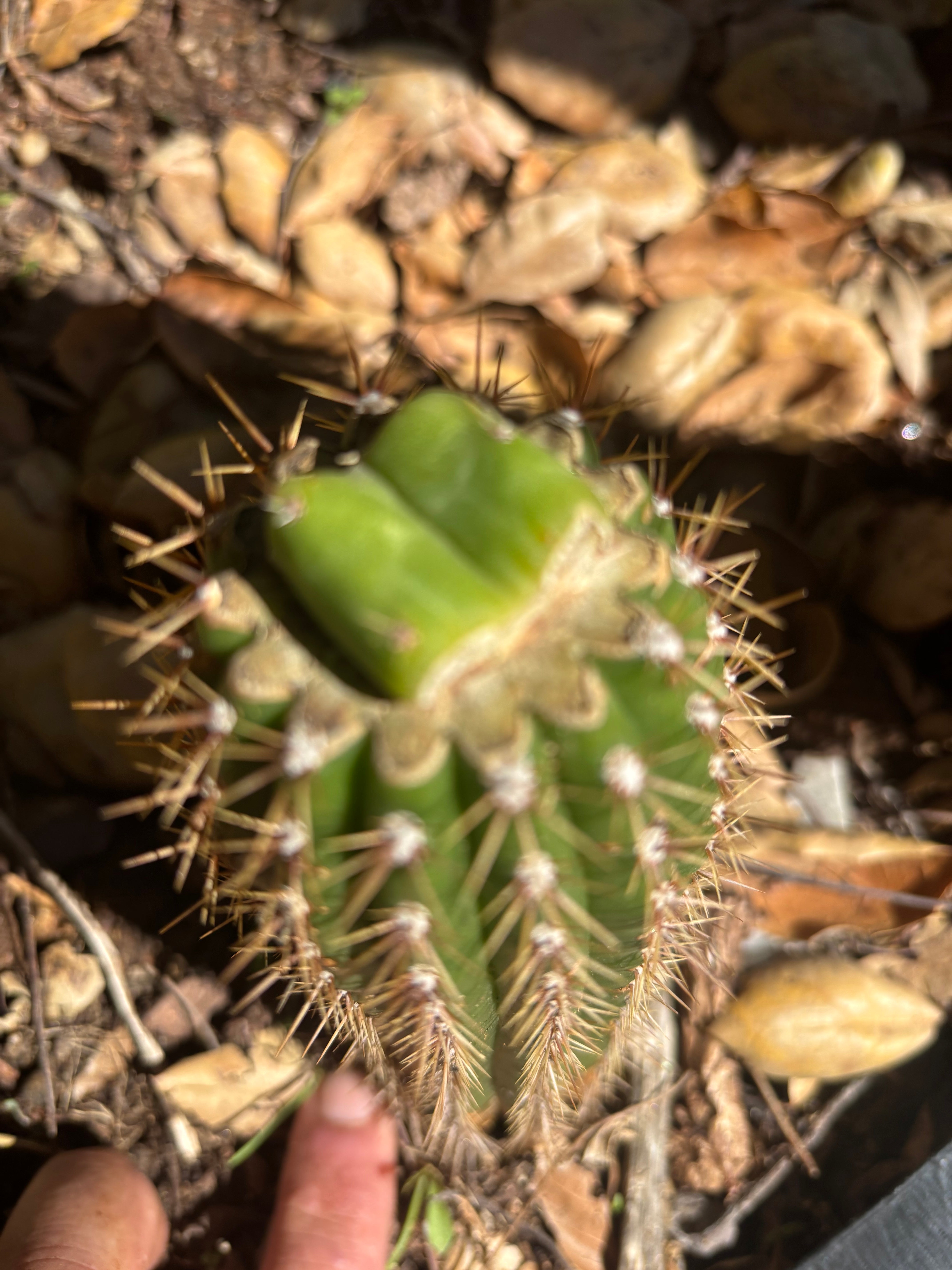 👑🌶️🌶️ KR04 — Rooted Slab Graft