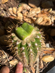 👑🌶️🌶️ KR04 — Rooted Slab Graft