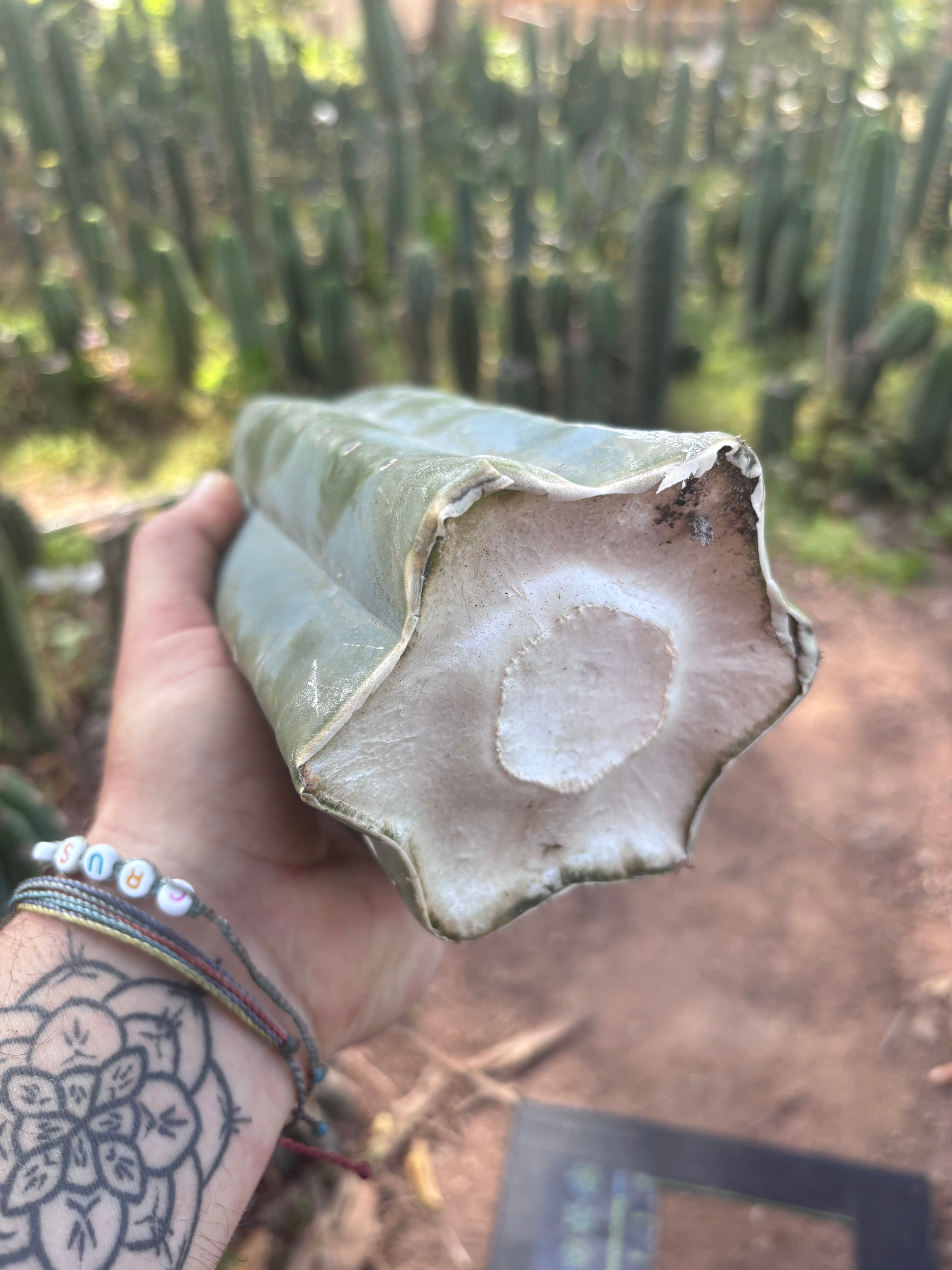 👑🌶️ Pierre — XL Magnum 14” Tip