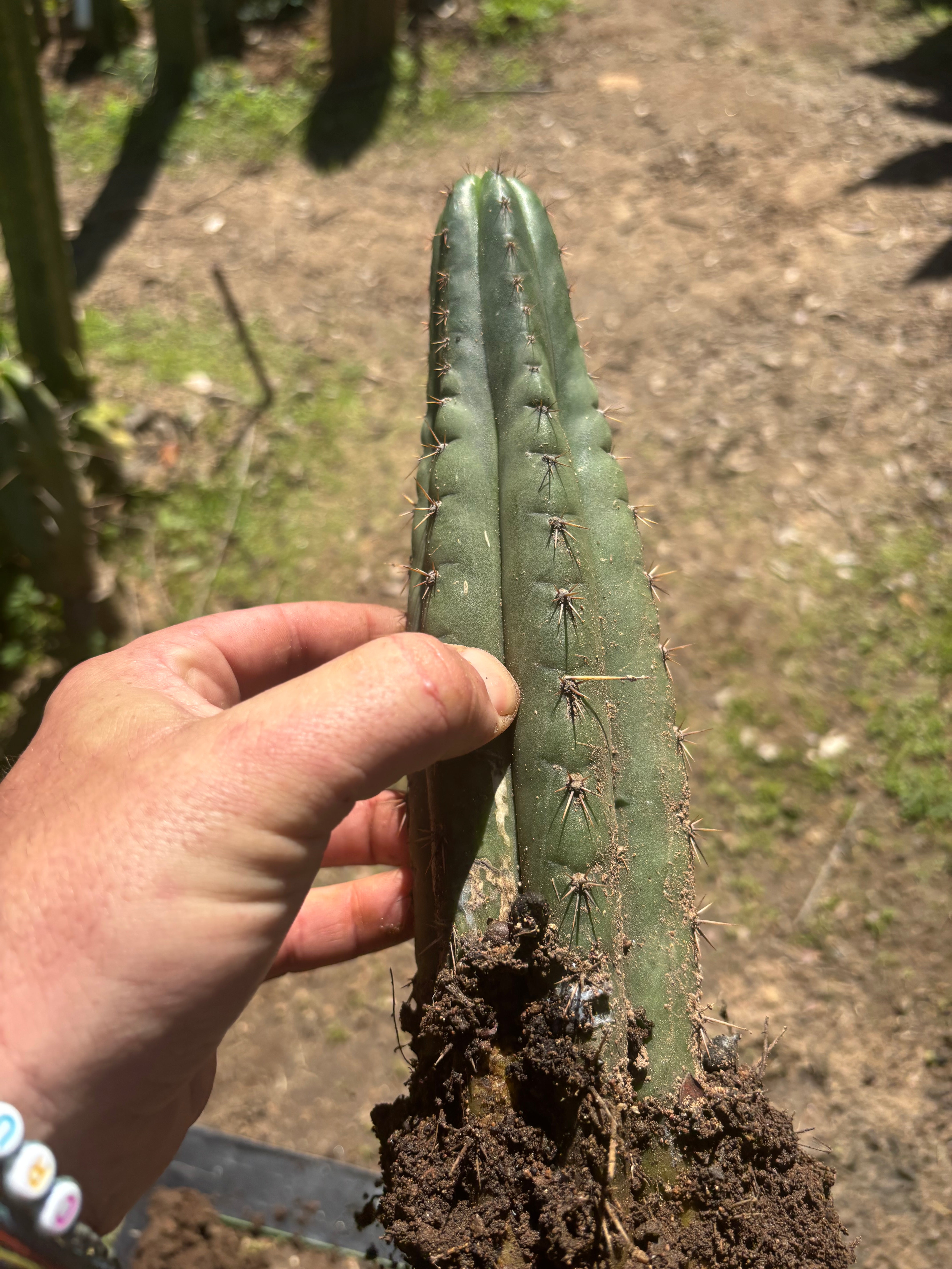 👑🌶️ Ayacucho  — Two Rooted for One Price (11” and 10”)