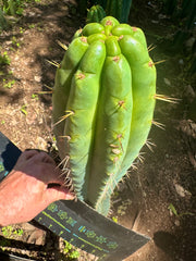 🌶️ 0201 — XL 12” Tip