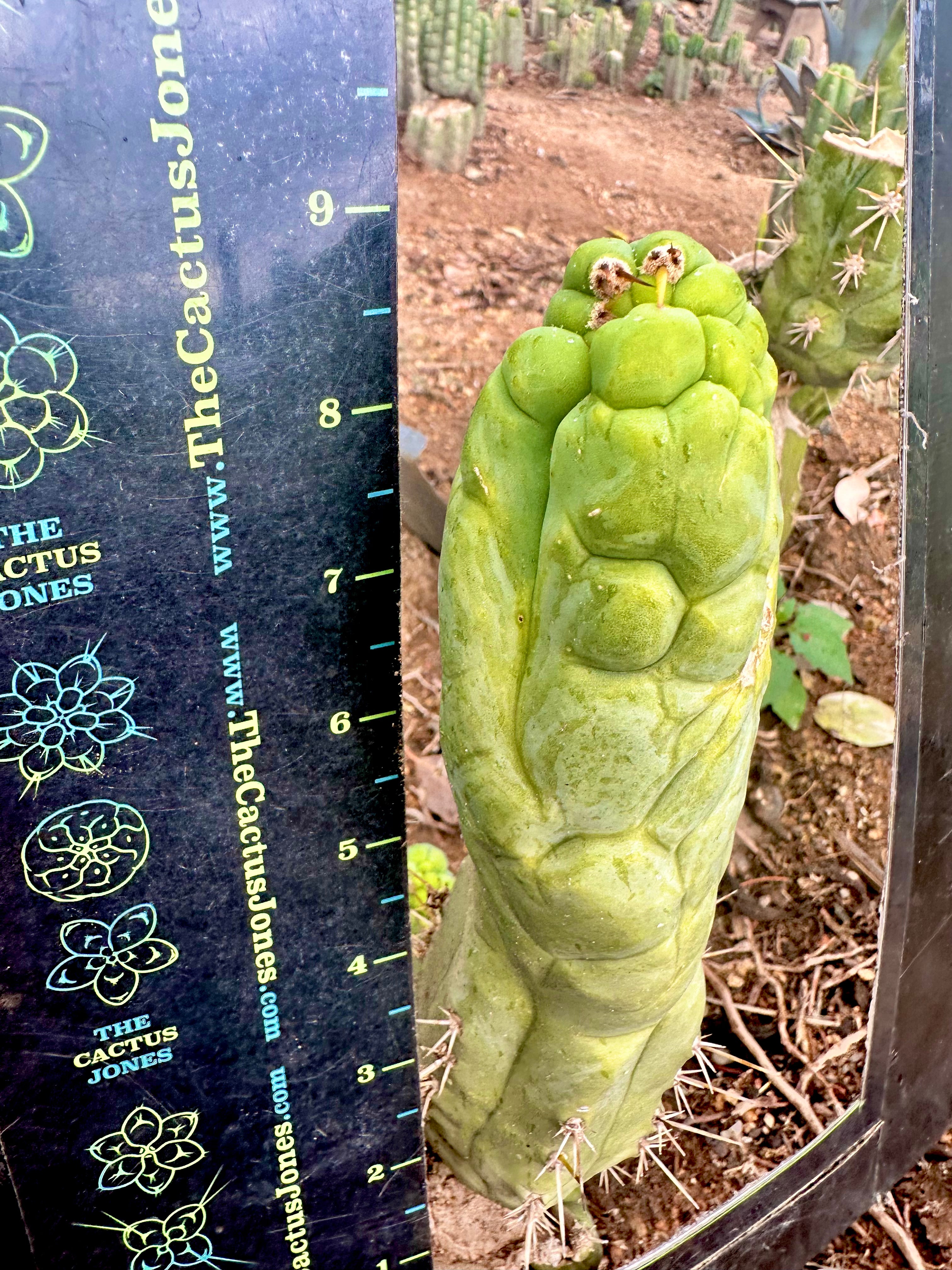 💎👑 Bruce’s Dragon — 9” Pup