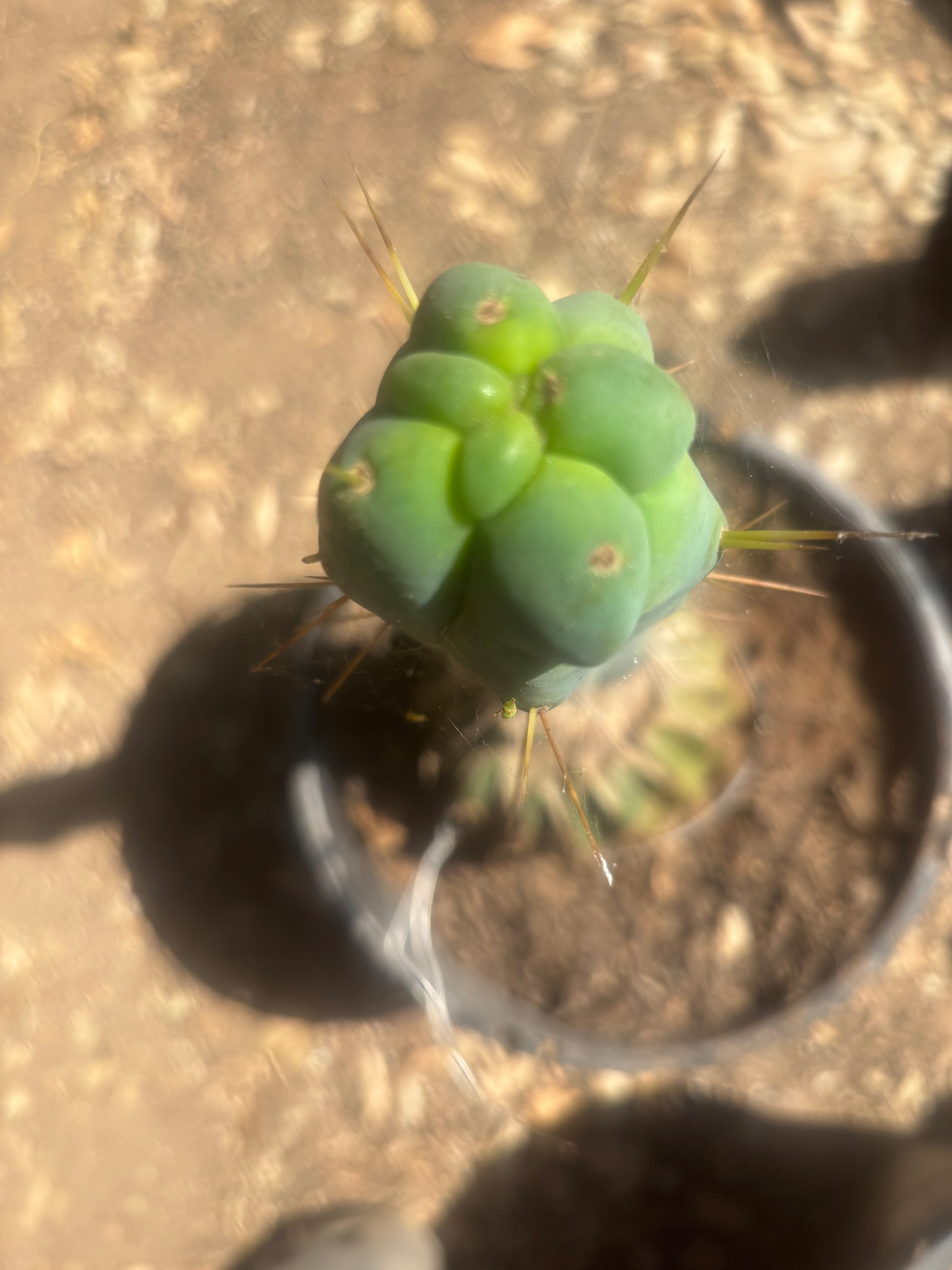💎👑🌶️ Monster De Cota Cota — 8” Tip