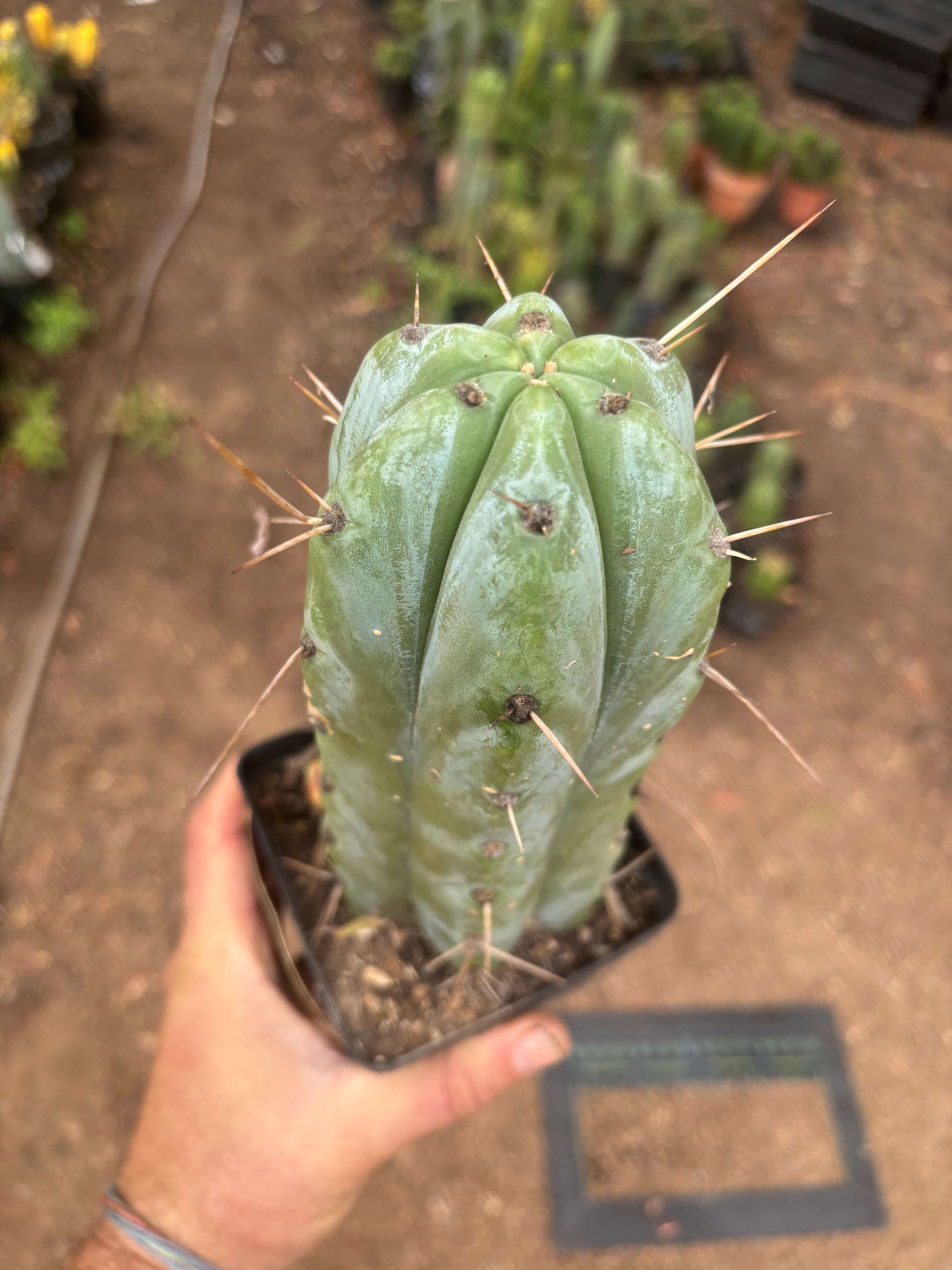 👑🌶️ Psycho0’  — Fat 9” Rooted Tip